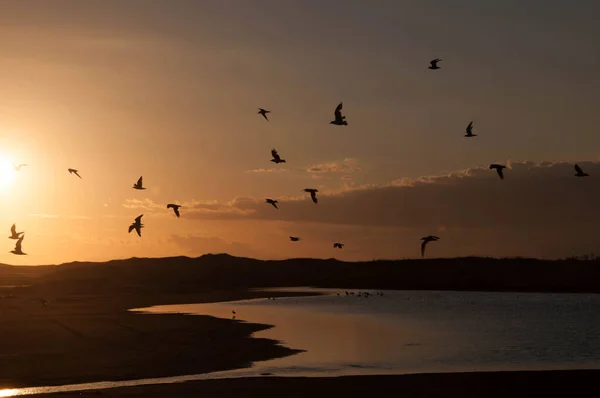 Flock Birds Flying River Sunset — Stock Photo, Image