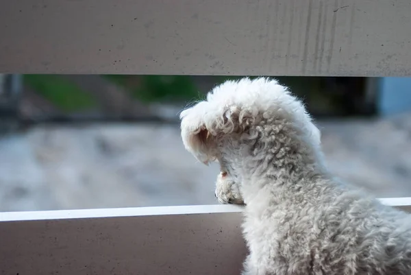 Λευκό Σκυλί Στην Οροφή — Φωτογραφία Αρχείου