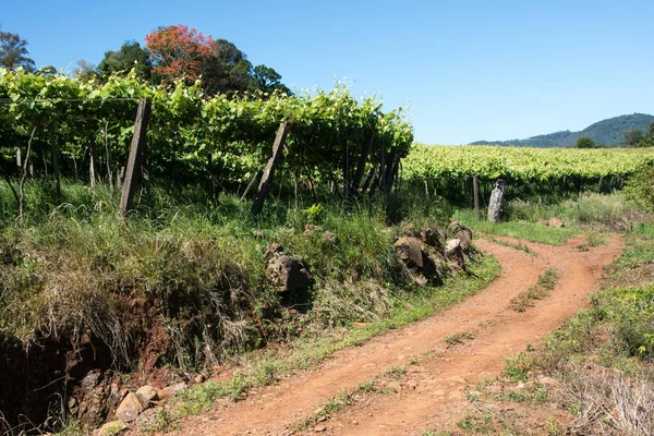 Onverharde Weg Naast Het Parreiral Caxias Sul Rio Grande Sul — Stockfoto