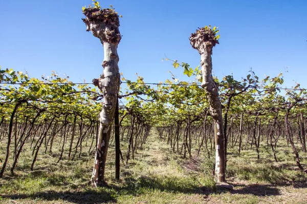 Grape Plantation Cloudless Blue Sky Caxias Sul Rio Grande Sul — Stock Photo, Image
