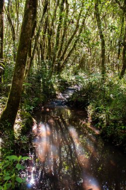 Şafak vakti ağaçların arasından sessizce akan dere.