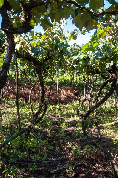 Вид Парірал Дозріваючим Виноградом Кашіас Сул Ріу Гранді Сул — стокове фото