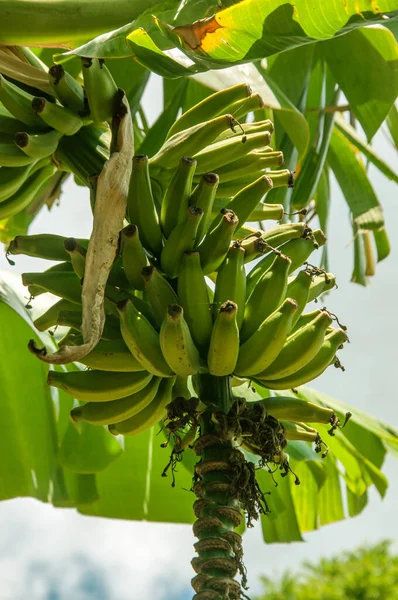 木から吊るされた緑のバナナの束 — ストック写真