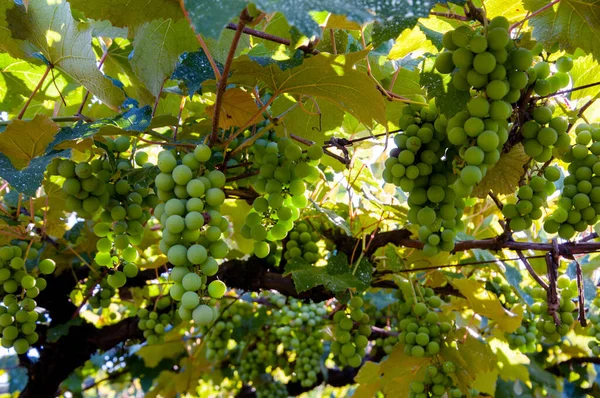 Grappes Raisin Dans Vignoble Début Récolte Caxias Sul — Photo