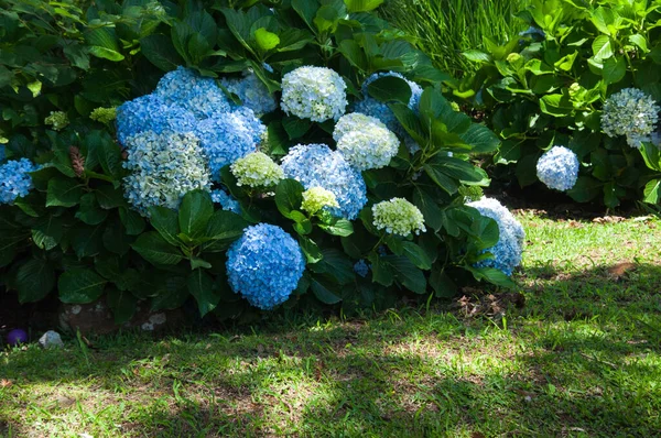 Hortence Blauwe Bloemen Achtertuin — Stockfoto