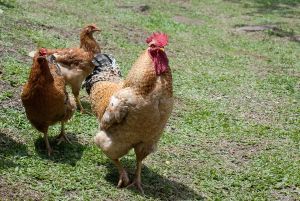Κόκορας Και Κοτόπουλα Χαλαρά Στην Πίσω Αυλή — Φωτογραφία Αρχείου