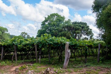 Yazın Sao Marcos, Rio Grande do Sul 'da üzüm bağı