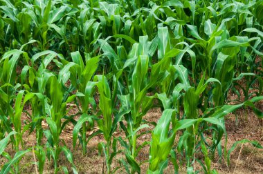 Veranopolis 'te mısır tarlası, Brezilya