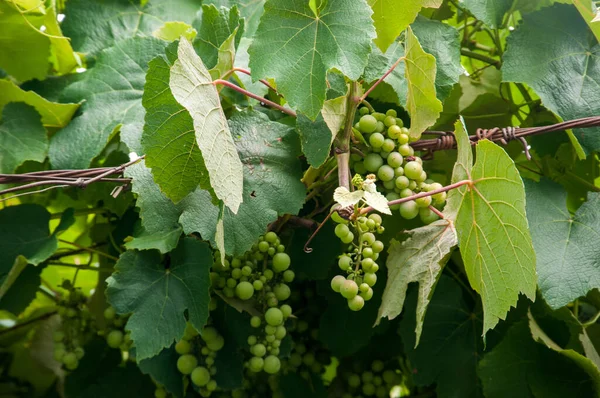 Пучок Зеленого Винограду Марикос Бразилія — стокове фото