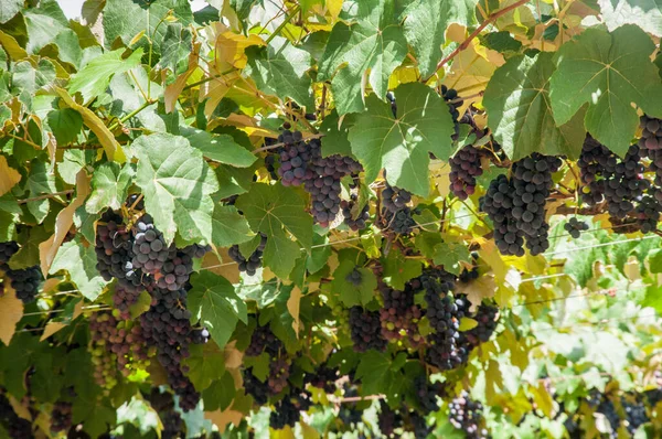 Cacho Uvas São Marcos Rio Grande Sul — Fotografia de Stock