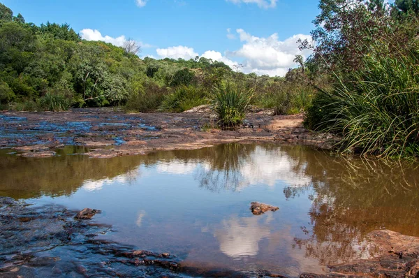 Seizoen Lente Bomen Reizen Uitzicht Achtergrond Mooi Milieu Eucalyptus Gebladerte — Stockfoto