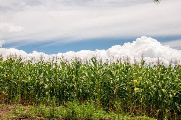 リオグランデ スル州ヴェラノポリスの空のトウモロコシ畑 — ストック写真