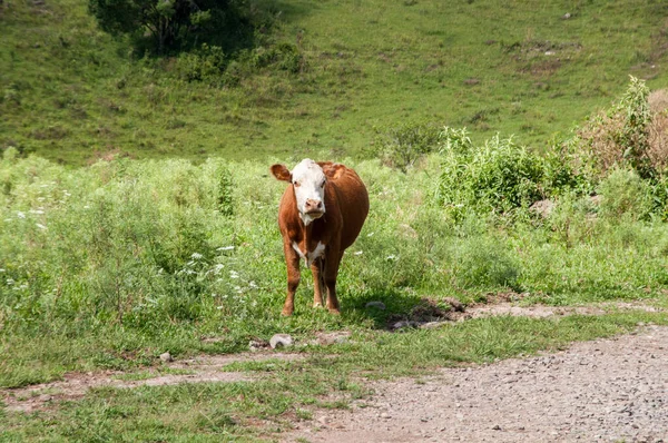 Cow Meadow Sao Marcos Rio Grande Sul — Stock Photo, Image