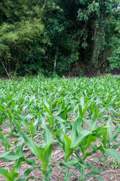 Maïs Plantage Met Een Bos Achter Veranopolis Rio Grande Sul — Stockfoto