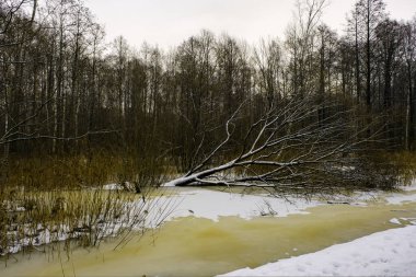 Ortasında eski bir ağaç olan küçük donmuş bir göl, kış, bir orman parkında soğuk bir gece. Zehirli buzun içinde donup kalmış, gecenin ağaçlarının siluetleriyle çevrili bir ağaç..
