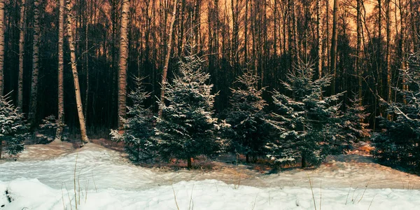 Árvores Abeto Lindamente Cobertas Com Recente Bonança Neve Fundo Floresta — Fotografia de Stock