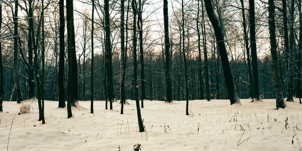 Panorama Florestas Congeladas Uma Encosta Coberta Neve Contra Fundo Dos — Fotografia de Stock