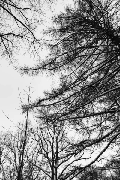 Black White Tall Tree Trunks Beautiful Snow Covered Intertwining Branches — Stock Photo, Image