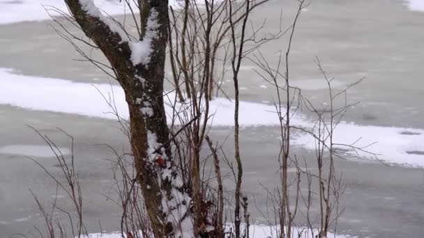 Fehér hó borította fa hóesés közben egy befagyott tó jegén — Stock videók