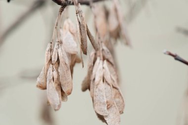 Bulanık sarı arka plandaki dişbudak ağacının dallarında kanat şeklinde kahverengi kuru kül tohumları, bahçeye yayılıyor.