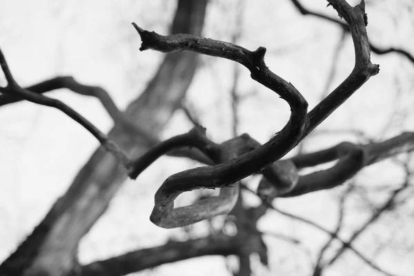 Naked Twisted Branch Scary Silhouette Spooky Outline Bare Twig Close — Fotografia de Stock