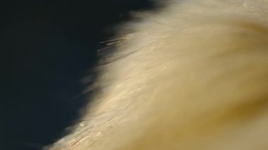 yumuşak sahte kürk ve altın sarısı saçlar günbatımının ışığında rüzgarda, yakın çekim