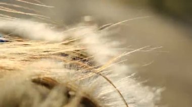 yumuşak sahte kürk ve altın sarısı saçlar günbatımının ışığında rüzgarda, yakın çekim