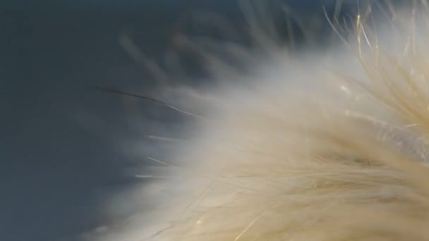 Pêlo falso macio e cabelo dourado à luz do pôr do sol no vento, close-up — Vídeo de Stock