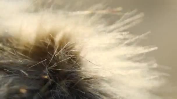 Pêlo falso macio e cabelo dourado à luz do pôr do sol no vento, close-up — Vídeo de Stock