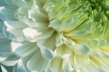 Çiçek açan bir çiçeğin başındaki taç yapraklarının güzel deseni, taze beyaz bir çiçeğin makrosu, yakın plan, çiçek açan bir bitkinin renkli soyut arkaplanı, çiçek güzelliğinin detayları.