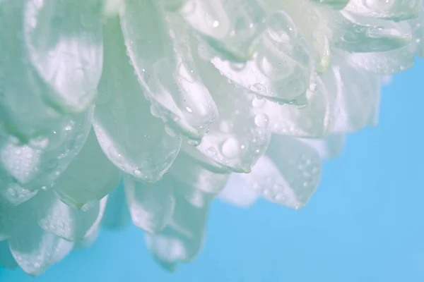 beautiful pattern of petals of the blossom head of chrysanthemum with water drops, macro of a fresh white flower, isolated close-up, colorful abstract floral background with details of blooming plant