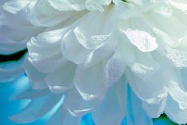 Çiçek açan bir çiçeğin başındaki taç yapraklarının güzel deseni, taze beyaz bir çiçeğin makrosu, yakın plan, çiçek açan bir bitkinin renkli soyut arkaplanı, çiçek güzelliğinin detayları.