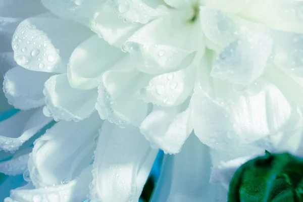 beautiful pattern of petals of the head of a blossom chrysanthemum, macro of a fresh white flower, close-up, colorful abstract floral background with a blooming plant, details of floral beauty