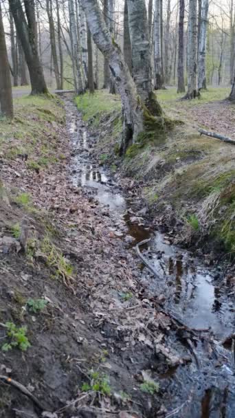 Stream in the misty forest, little brook in the woods in an overcast day — Stock Video