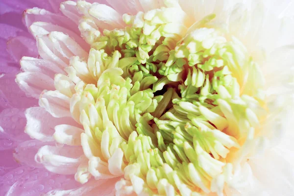 beautiful pattern of petals of the head of a blossom chrysanthemum, macro of a fresh white flower, close-up, colorful abstract floral background with a blooming plant, details of floral beauty