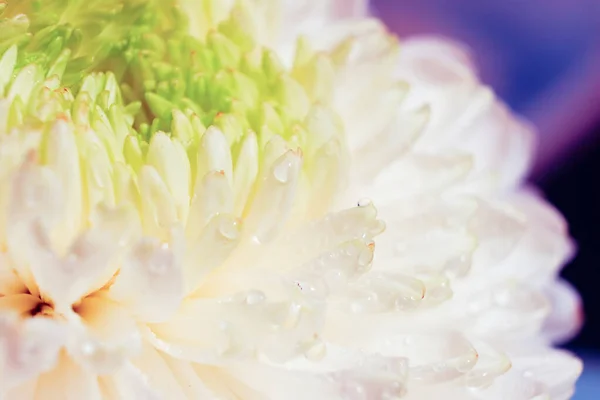 Piękny Wzór Płatków Głowy Kwitnącej Chryzantemy Makro Świeżego Białego Kwiatu — Zdjęcie stockowe