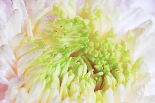 Hermoso Patrón Pétalos Cabeza Crisantemo Flor Macro Una Flor Blanca —  Fotos de Stock