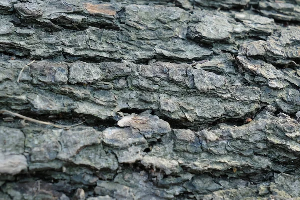 Gray Pine Tree Trunk Texture Grey Textured Bark Close Aged — Zdjęcie stockowe