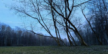 misty spring morning in the forest panorama in the blue hour, natural landscape, outdoors background