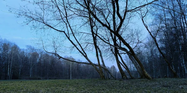 Misty Spring Morning Forest Panorama Blue Hour Natural Landscape Outdoors — Stock Photo, Image