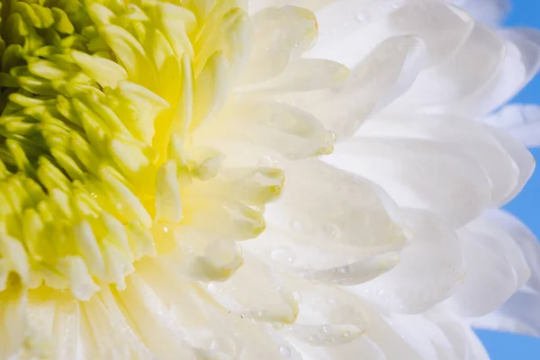 Vackert Mönster Kronblad Blomhuvudet Krysantemum Med Vattendroppar Makro Fräsch Vit — Stockfoto