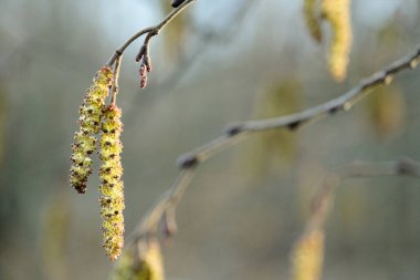 willow tree branch with young blossom catkins in spring garden, beautiful early buds bloom outdoors, seasonal nature blooming in the forest park, plant close-up, fresh and colorful background