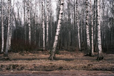 Gizemli sonbahar ormanı sabah sisi, renkli akşam orman manzarası, huş ağacı ve çam ağaçlarının gövdeleri ve dalları ile manzaralı manzara, yapraksız odun, bahar doğası, dış plan