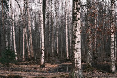 Gizemli sonbahar ormanı sabah sisi, renkli akşam orman manzarası, huş ağacı ve çam ağaçlarının gövdeleri ve dalları ile manzaralı manzara, yapraksız odun, bahar doğası, dış plan