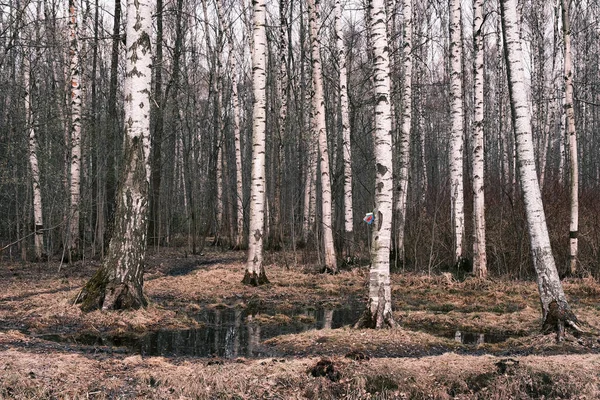 Mystisk Höst Skog Panorama Morgondimman Färgglada Kväll Skog Landskap Vacker — Stockfoto