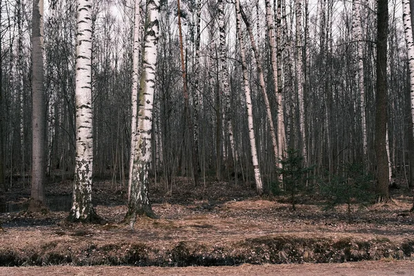 Mystisk Höst Skog Panorama Morgondimman Färgglada Kväll Skog Landskap Vacker — Stockfoto