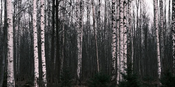 Mystérieux Panorama Forêt Automne Dans Brouillard Matin Paysage Boisé Coloré — Photo