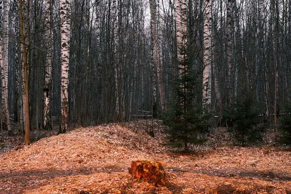 Mystérieux Panorama Forêt Automne Dans Brouillard Matin Paysage Boisé Coloré — Photo