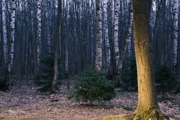 Mystisk Höst Skog Panorama Morgondimman Färgglada Kväll Skog Landskap Vacker — Stockfoto