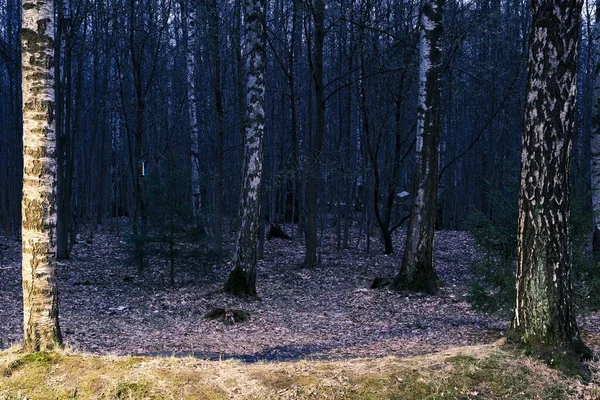 Mystisk Höst Skog Panorama Morgondimman Färgglada Kväll Skog Landskap Vacker — Stockfoto